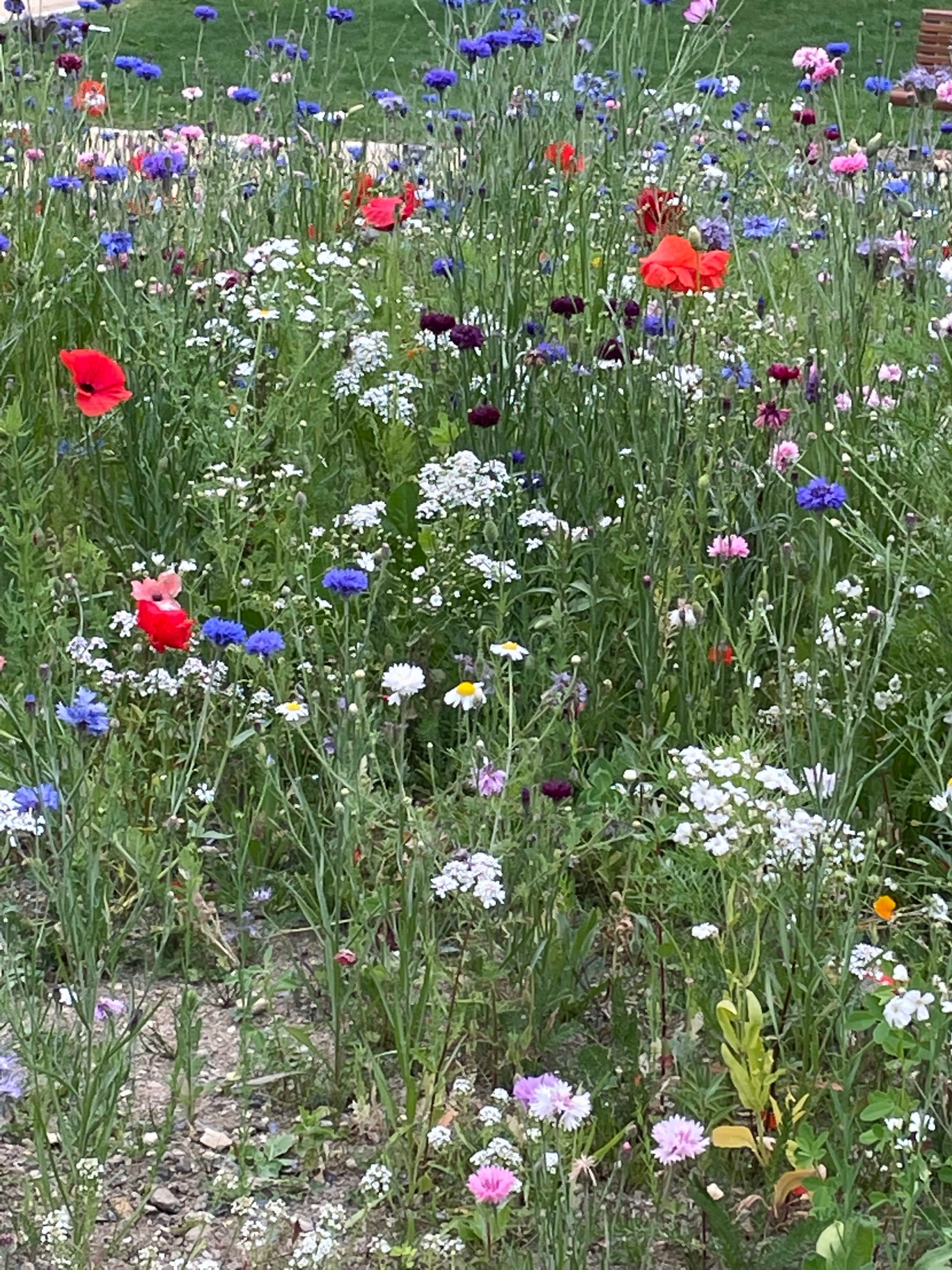 Wild Flowers